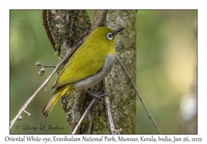 Oriental White-eye