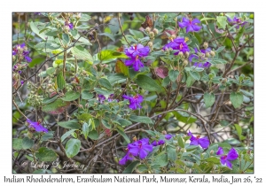 Indian Rhododendron