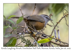 Kerala Laughing-thrush