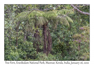 Tree Fern