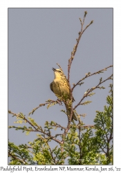 Paddyfield Pipit