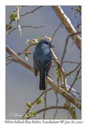 White-bellied Blue Robin