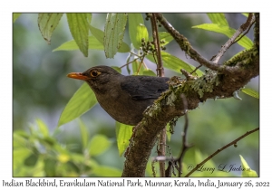 Indian Blackbird