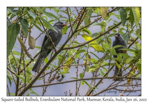 Square-tailed Bulbuls