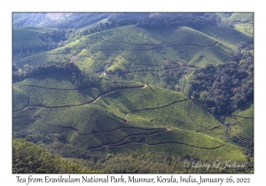 Tea from Eravikulam National Park