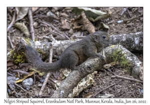 Nilgiri Striped Squirrel