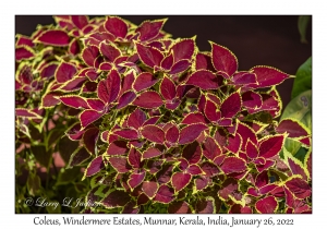 Coleus