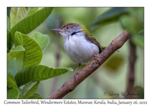 Common Tailorbird