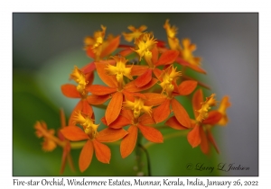 Fire-star Orchid