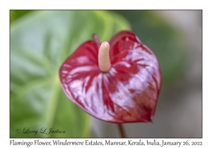 Flamingo Flower