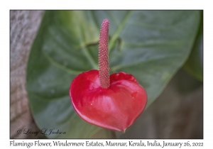 Flamingo Flower