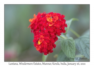 Lantana