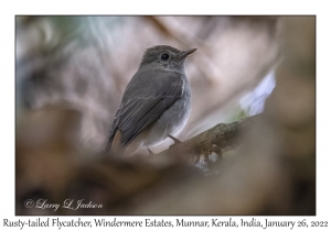 Rusty-tailed Flycatcher