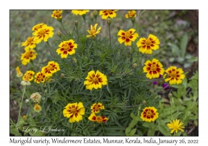 Marigold
