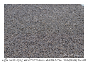 Coffee Beans Drying