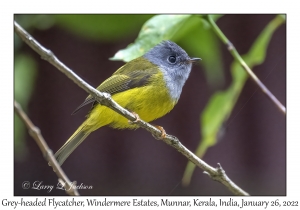 Grey-headed Canary Flycatcher