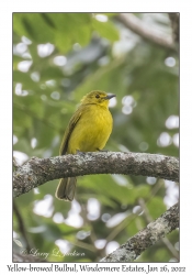 Yellow-browed Bulbul