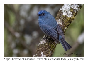 Nilgiri Flycatcher