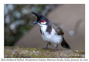 Red-whiskered Bulbul