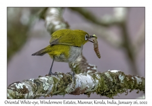 Oriental White-eye