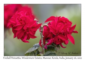 Fireball Poinsettia