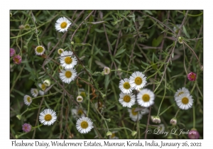 Fleabane Daisy