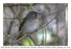 Ashy Brown Flycatcher