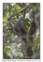 Nilgiri Wood Pigeon