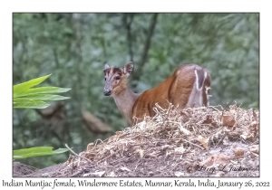 Indian Muntjac female