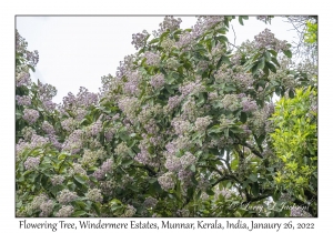 Flowering Tree