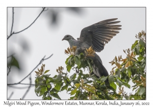 Nilgiri Wood Pigeon