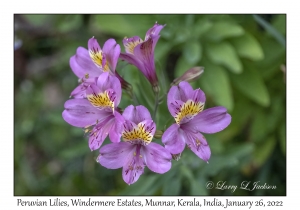 Peruvian Lily