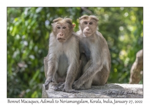 Bonnet Macaque