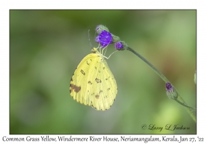 Common Grass Yellow