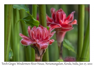 Torch Ginger