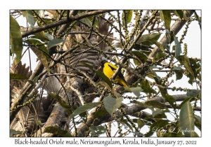 Black-hooded Oriole