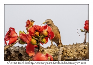 Chestnut-tailed Starling