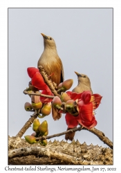 Chestnut-tailed Starlings