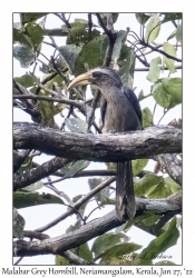 Malabar Grey Hornbill