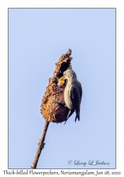 Thick-billed Flowerpeckers