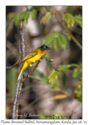 Flame-throated Bulbul