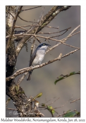 Malabar Woodshrike