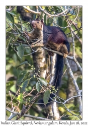 Indian Giant Squirrel