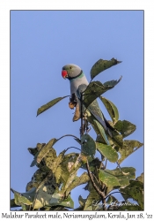 Malabar Parakeet