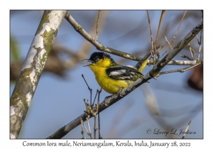 Common Iora male