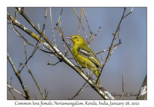 Common Iora