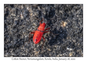 Cotton Stainer