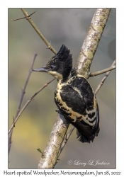 Heart-spotted Woodpecker male