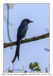 Ashy Drongo