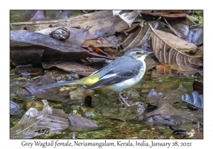 Grey Wagtail